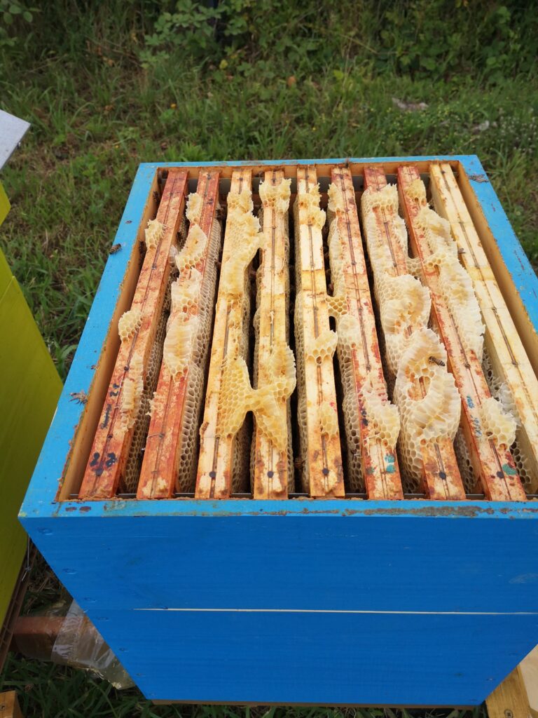 Tuyauterie Manigold, récolte de miel