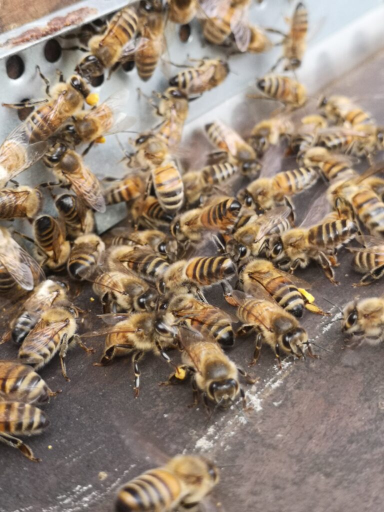 Au rucher de fécondation, récolte du dernier pollen de lierre