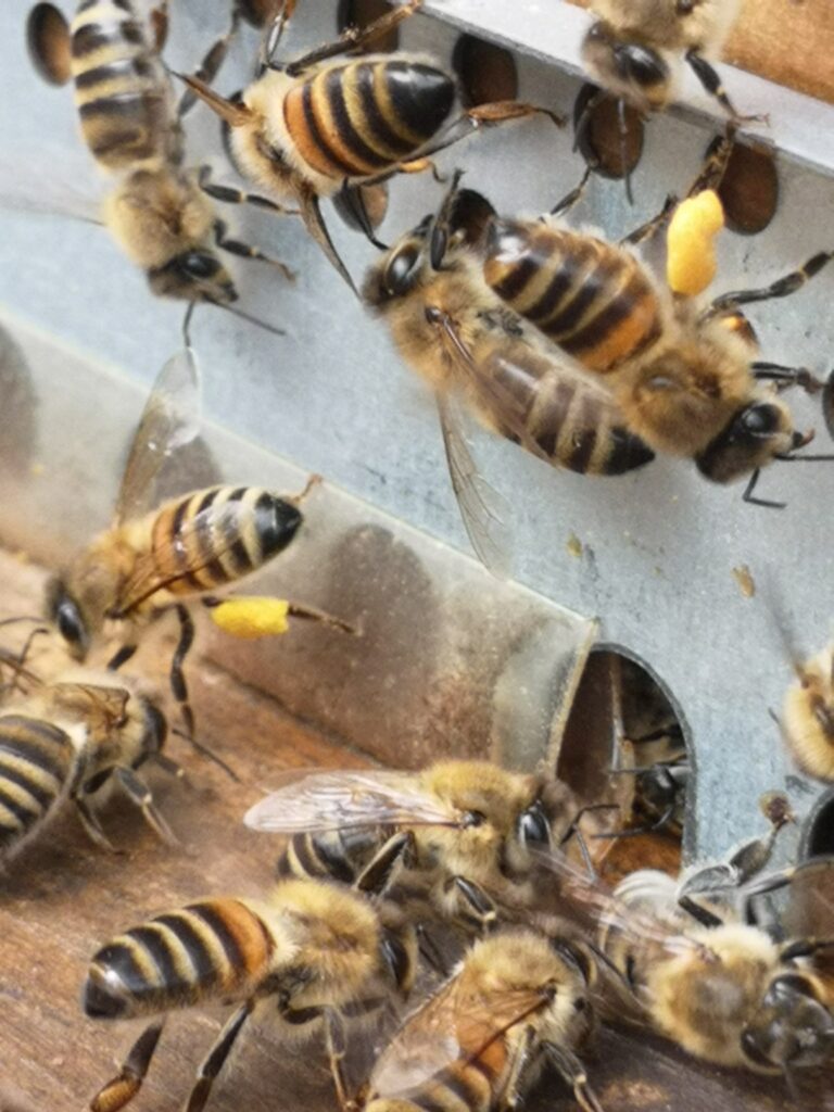 Au rucher de fécondation, récolte du dernier pollen de lierre