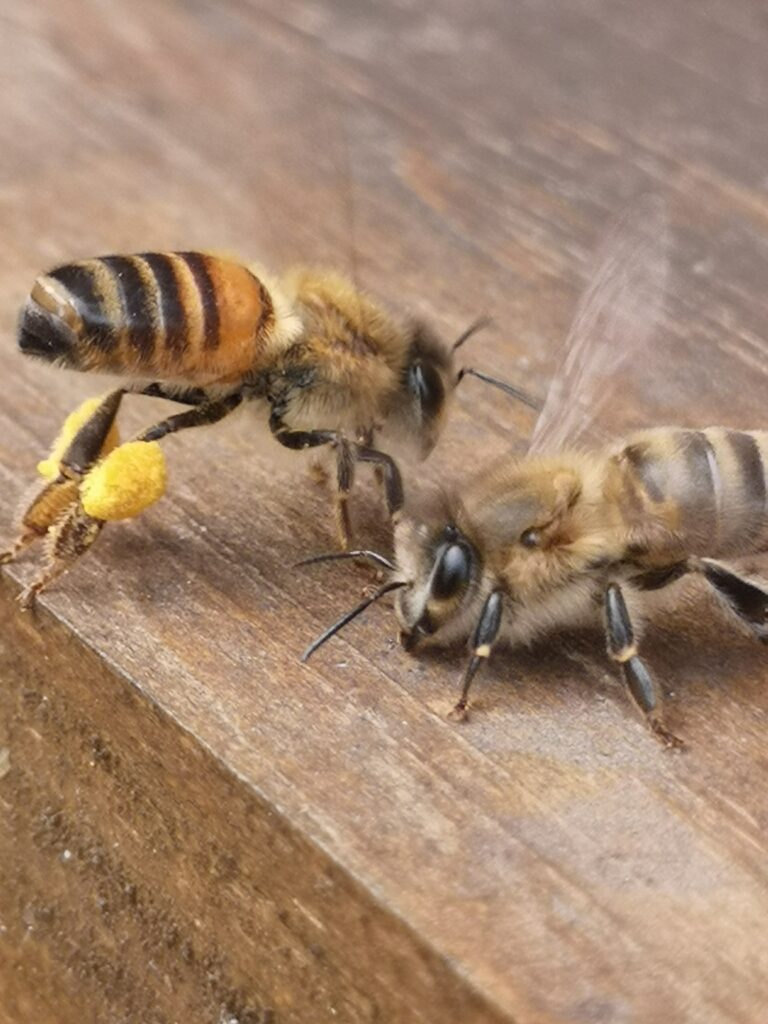 Au rucher de fécondation, récolte du dernier pollen de lierre