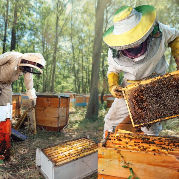 Beekeepers inspect the hives in forest apiary.