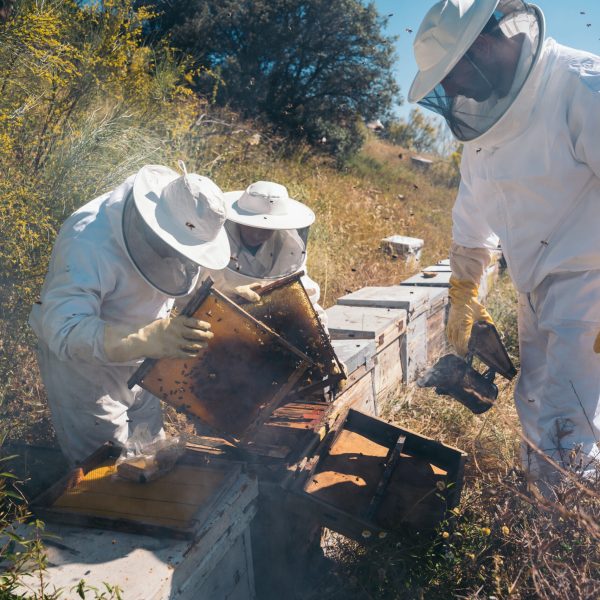 Beekeepers working to collect honey. Organic and healthy beekeeping concept.