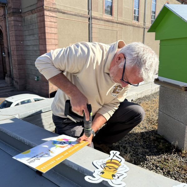 installation ruche clé en main en entreprise 1