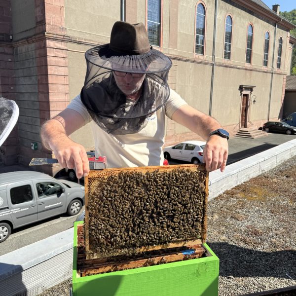 installation ruche clé en main en entreprise 4