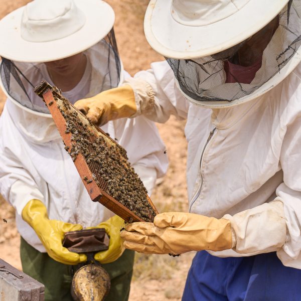 Two people wearing beekeeping suits are holding a honeycomb. Scene is calm and peaceful, as the people are working together to collect honey